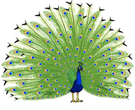 Unexpected benefits of Ffci peacock annlets to humans